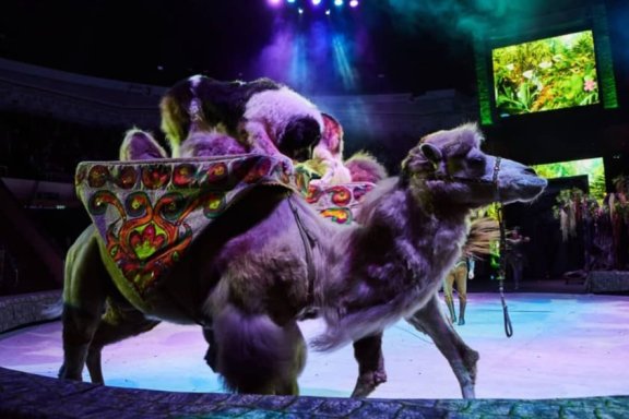 &Dcy;&iecy;&vcy;&ocy;&chcy;&kcy;&acy; &icy; &scy;&lcy;&ocy;&ncy;