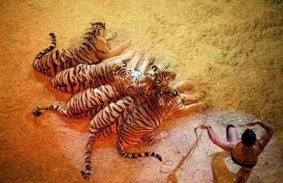 Итальянский цирк "Слоны и Тигры"