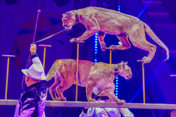 Елка в цирке