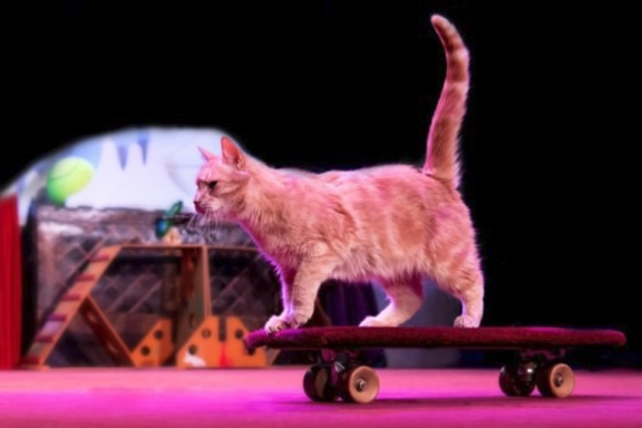 &Tcy;&iecy;&acy;&tcy;&rcy; &kcy;&ocy;&shcy;&iecy;&kcy; &Kcy;&ucy;&kcy;&lcy;&acy;&chcy;&iecy;&vcy;&acy;&period; &SHcy;&ocy;&ucy; &laquo;&Kcy;&ocy;&tcy;&ocy;&bcy;&ucy;&mcy;&raquo;