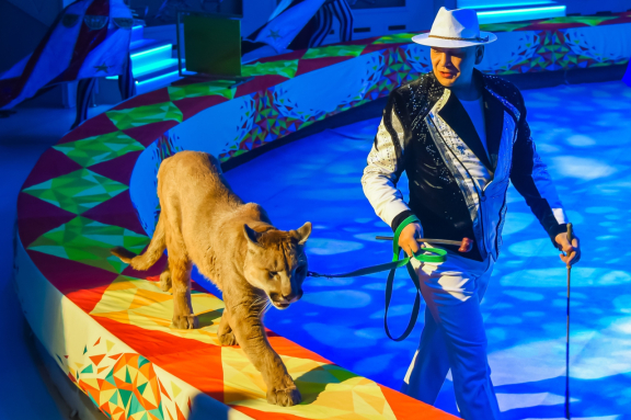 Елка в цирке