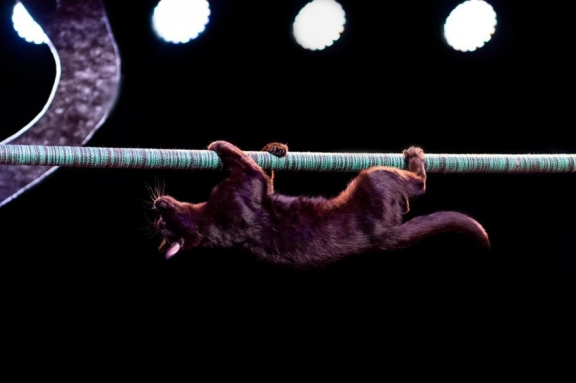 &Tcy;&iecy;&acy;&tcy;&rcy; &kcy;&ocy;&shcy;&iecy;&kcy; &Kcy;&ucy;&kcy;&lcy;&acy;&chcy;&iecy;&vcy;&acy;&period; &SHcy;&ocy;&ucy; &laquo;&Kcy;&ocy;&tcy;&ocy;&bcy;&ucy;&mcy;&raquo;